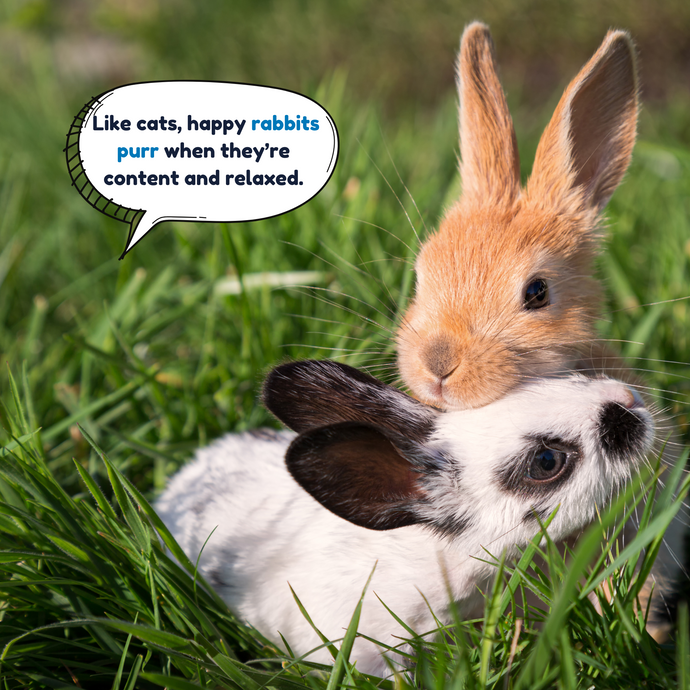 Do You Know What Makes Cats and Rabbits Purr?