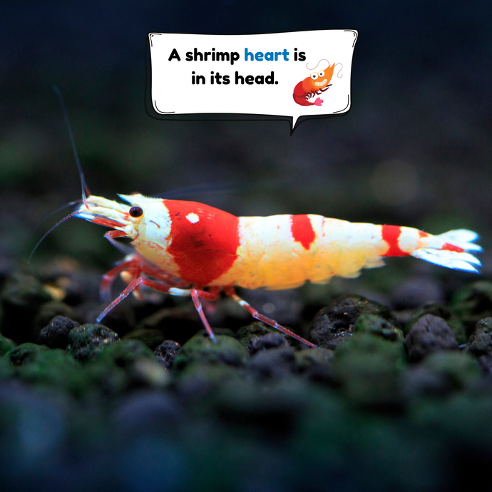 The Fascinating Shrimp: A Heart in Its Head